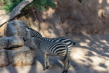 Hayvanat bahçesinde iki güzel Zebra. zebralar