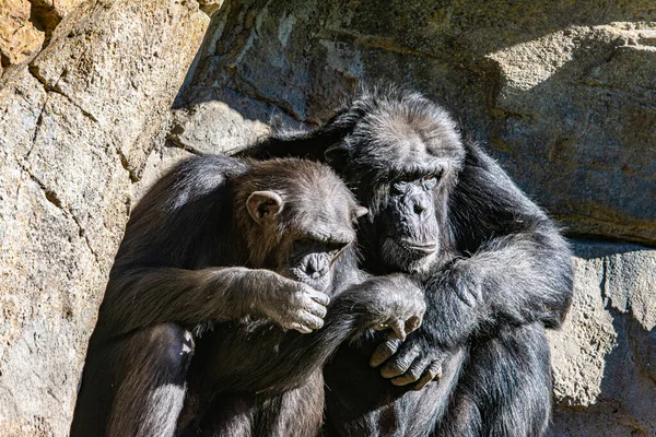 Çimenlerde oturan şempanze. Hayvanat Bahçesindeki Şempanzeler