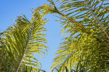 Gökyüzüne Karşı Palmiye Ağaçlarının Düşük Açı Görünümü