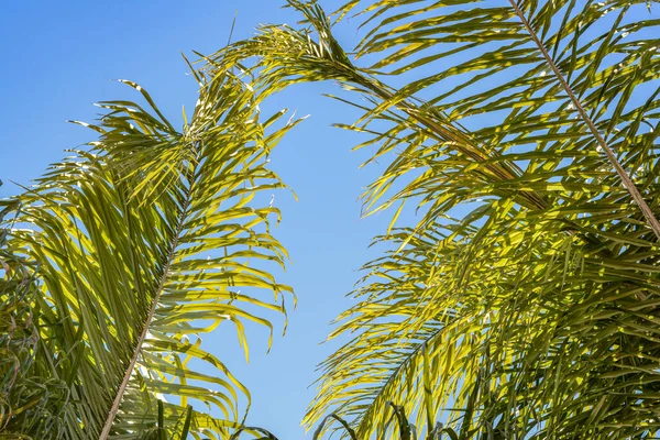 Gökyüzüne Karşı Palmiye Ağaçlarının Düşük Açı Görünümü