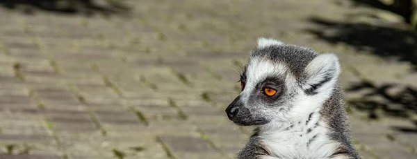 Macaco Limão Cauda Anelada Com Olhos Alaranjados Zoológico — Fotografia de Stock