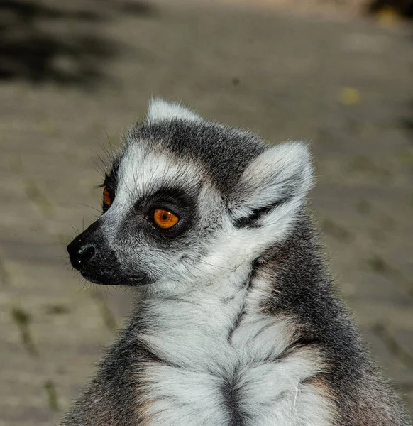 Blech Lemur Aap Met Oranje Ogen Een Dierentuin — Stockfoto