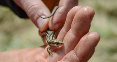 Bir adamın ellerinde yaşayan küçük bir kertenkele var..