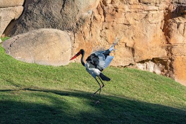 Eyer gagalı leylek. Jabiru d'Afrique. Ephippiorhynchus senegalensis, Eğerli Stork, Afrique du Su
