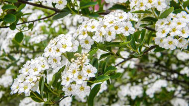 Baharda erik çiçekleri