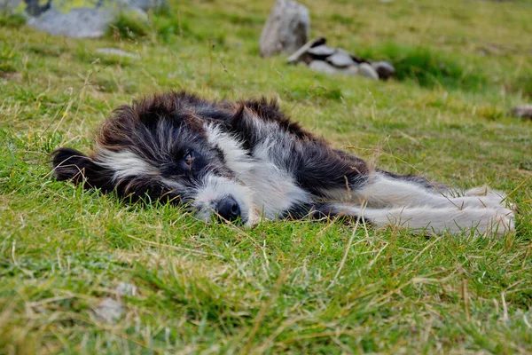Çoban Köpeği Yerde Yatıyor Köpek Çimenlerde Oturuyor — Stok fotoğraf
