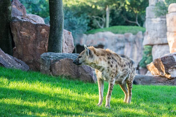 Hyena Detail Portrait Spotted Hyena Crocuta Crocuta Angry Animal Water — стоковое фото