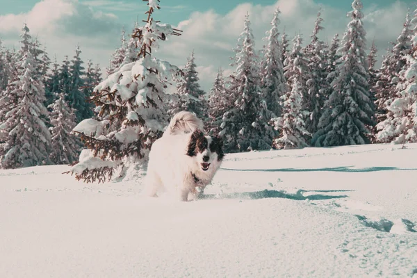 Witte Hond Plezier Hebben Verse Sneeuw Winter Plezier Met Huisdieren — Stockfoto