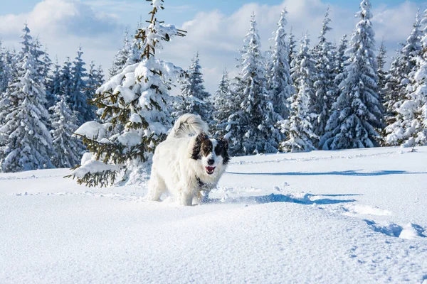 Chien Blanc Amuser Dans Neige Fraîche Plaisir Hiver Avec Les — Photo