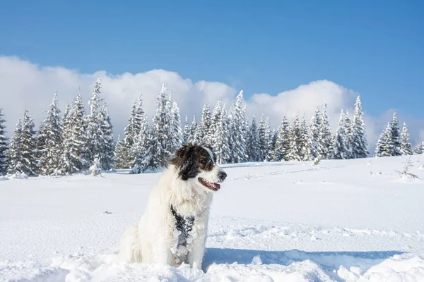 Білий Собака Розважається Свіжому Снігу Взимку Розважається Домашніми Тваринами Собака — стокове фото
