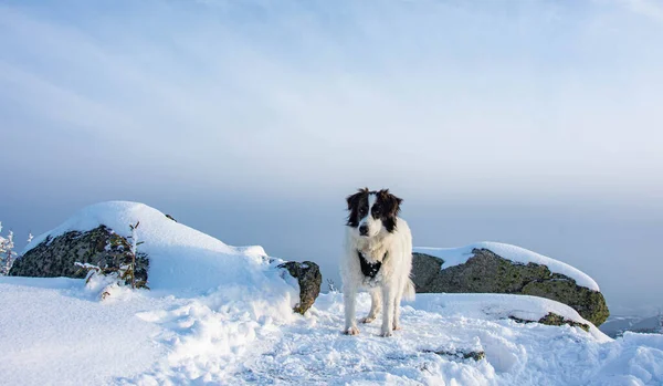 Білий Собака Розважається Свіжому Снігу Взимку Розважається Домашніми Тваринами Собака — стокове фото
