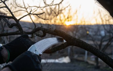 Baharda bahçe budama meyve ağaçları ve demir testeresi..