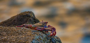 Siyah volkanik kaya üzerinde kırmızı yengeç.