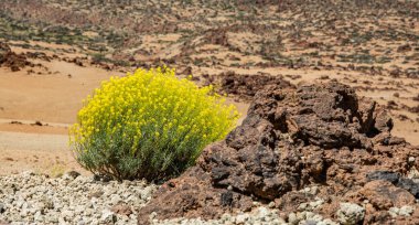 El Teide Ulusal Parkı 'ndaki muhteşem manzara