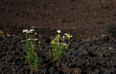 El Teide Ulusal Parkı 'ndaki muhteşem manzara