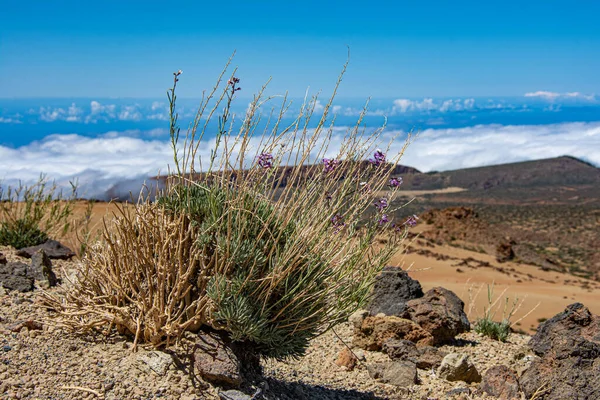Wunderschöne Landschaft Teide Nationalpark — Stockfoto