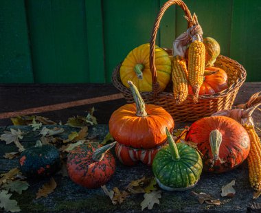 Sonbahar hasadı rengarenk kabaklar ve farklı türde balkabakları..