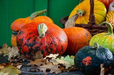 Sonbahar hasadı rengarenk kabaklar ve farklı türde balkabakları..