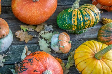 Sonbahar hasadı rengarenk kabaklar ve farklı türde balkabakları..