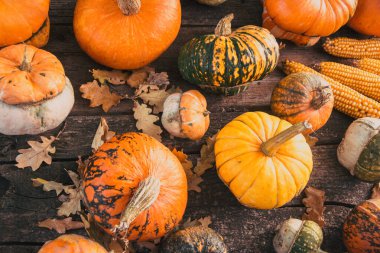 Sonbahar hasadı rengarenk kabaklar ve farklı türde balkabakları..