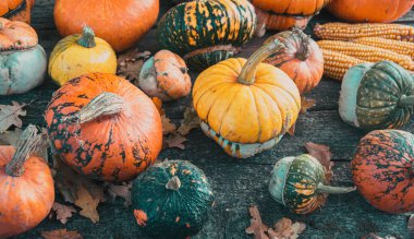 Sonbahar hasadı rengarenk kabaklar ve farklı türde balkabakları..