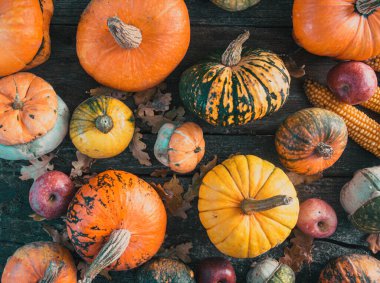 Sonbahar hasadı rengarenk kabaklar ve farklı türde balkabakları..