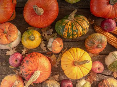 Sonbahar hasadı rengarenk kabaklar ve farklı türde balkabakları..