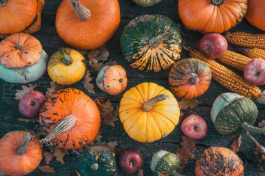 Sonbahar hasadı rengarenk kabaklar ve farklı türde balkabakları..