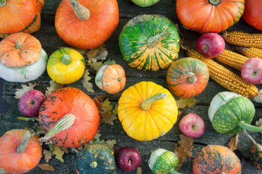 Sonbahar hasadı rengarenk kabaklar ve farklı türde balkabakları..