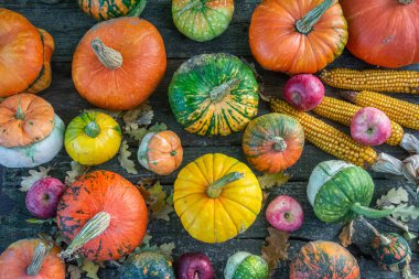 Sonbahar hasadı rengarenk kabaklar ve farklı türde balkabakları..