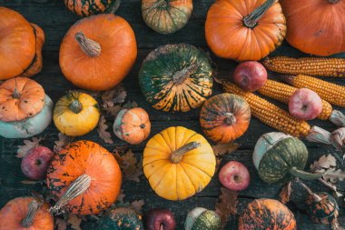 Sonbahar hasadı rengarenk kabaklar ve farklı türde balkabakları..