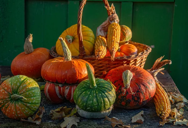 Осенний Урожай Красочные Тыквы Тыквы Различных Сортах — стоковое фото