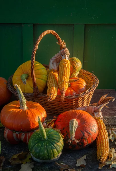 Récolte Automne Courges Colorées Citrouilles Différentes Variétés — Photo