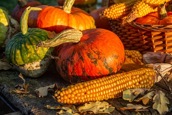 Récolte Automne Courges Colorées Citrouilles Différentes Variétés — Photo