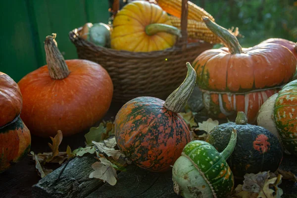 Осенний Урожай Красочные Тыквы Тыквы Различных Сортах — стоковое фото