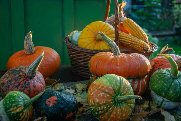 Colheita Outono Abóboras Coloridas Abóboras Diferentes Variedades — Fotografia de Stock