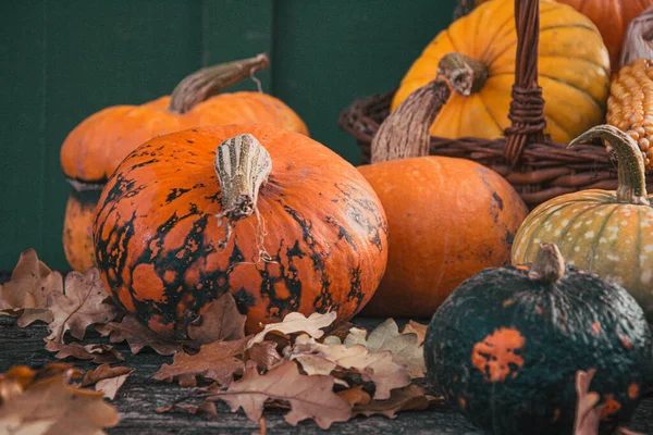 さまざまな品種の秋の収穫カラフルなスカッシュとカボチャ — ストック写真