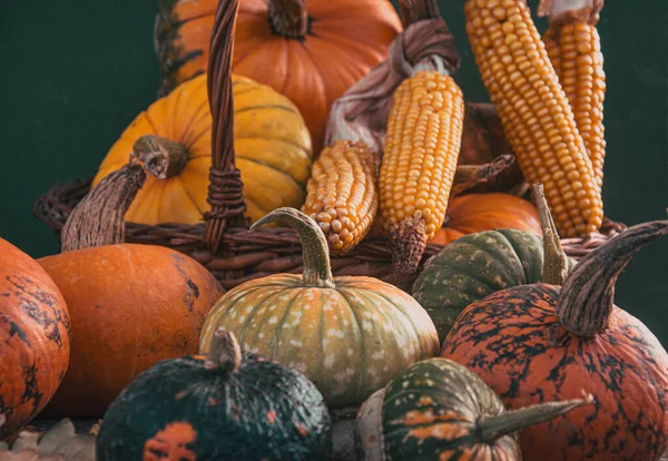 Récolte Automne Courges Colorées Citrouilles Différentes Variétés — Photo