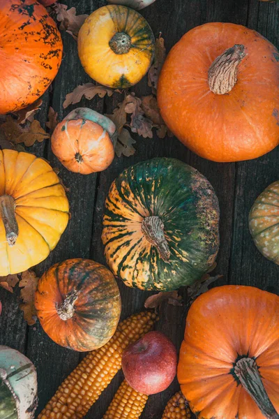 Récolte Automne Courges Colorées Citrouilles Différentes Variétés — Photo