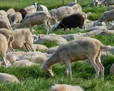 Aragon 'da bir çayırda otlayan koyun sürüsü. Güneşli yaz günü