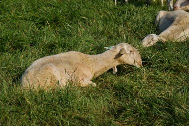 Aragon 'da bir çayırda otlayan koyun sürüsü. Güneşli yaz günü