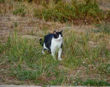 Dışarıda çimenlerin üzerinde yürüyen sevimli siyah beyaz kedi.