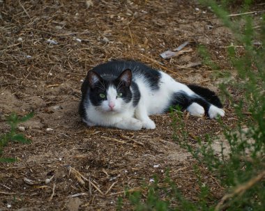 Şirin siyah beyaz kedi yavrusu çimlerin üzerinde uzanıyor ve ileriye bakıyor. Yakın görünüm