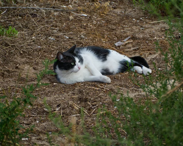 Adorable Cute Black White Cute Kitten Lying Grass — Stock Photo, Image