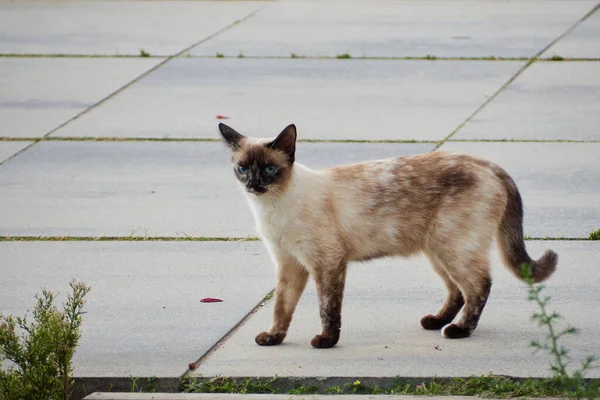 Lindo Gato Marrón Caminando Por Paseo Marítimo Mirando Hacia Futuro — Foto de Stock