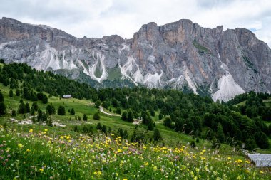 Dolomitlerde açan çiçekler