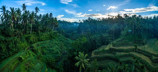 Bali - Jati Luwih Rice Terraces — Stock Photo, Image
