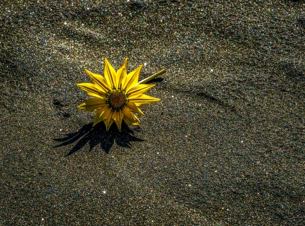 Indonesia, Bali black sand and flower — Stock Photo, Image