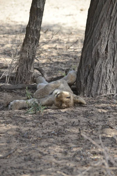 Cute Young Lion Children Sleeps Kruger National Park South Africa — Stock Photo, Image