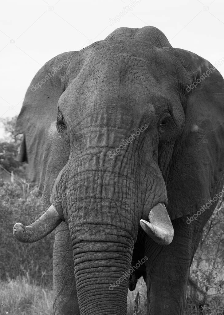 powerful image of an Elephant in black and white - kruger national park south africa